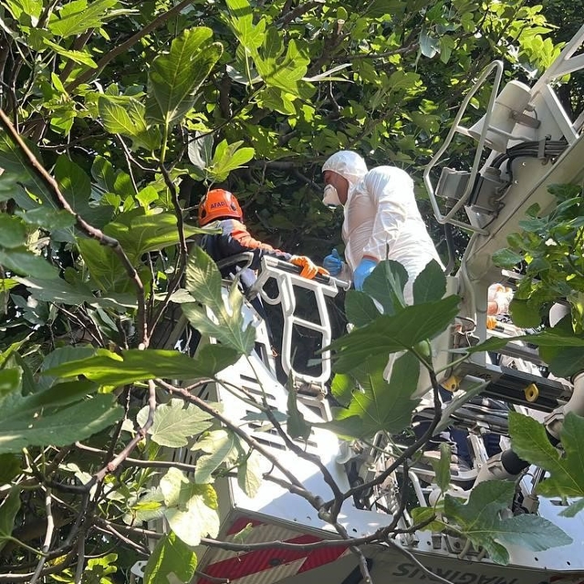 Koku sebebiyle yapılan kontrolde ağaca asılı ceset bulundu