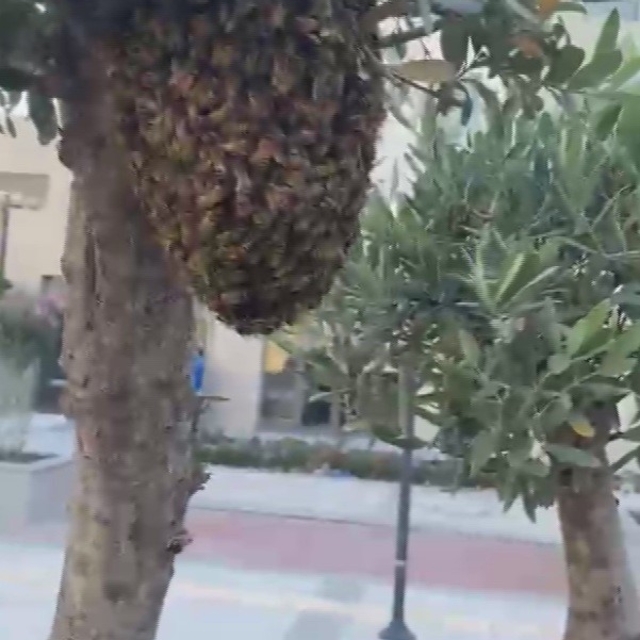 Sokağı istila eden arılara denk gelen arıcı, oğulu korkmadan çıplak elle to...