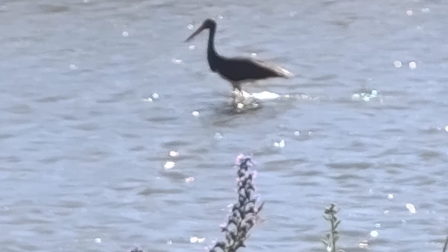 Çoruh Nehri'nde balık avlayan kara leylek kamerada