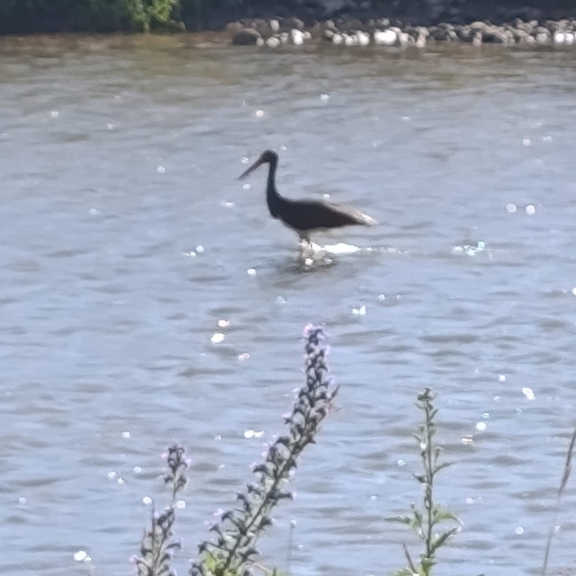 Çoruh Nehri'nde balık avlayan kara leylek kamerada