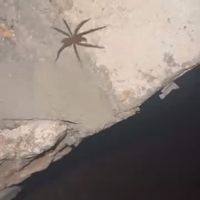 Elazığ'da zehirli sarıkız örümceği görüldü