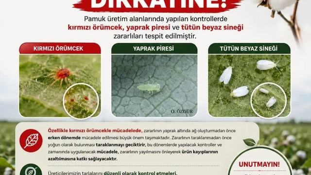 Aydınlı pamuk üreticilerine zararlı uyarısı