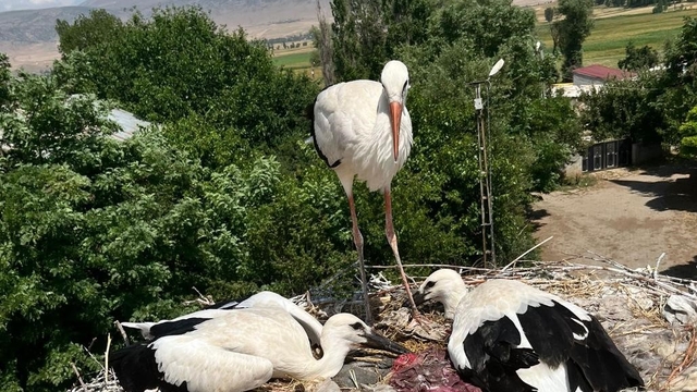 Güroymak'ta yaralı leylek ve yavrularına şefkat eli