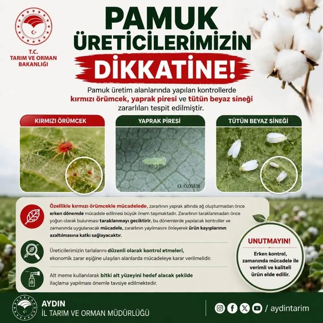 Aydınlı pamuk üreticilerine zararlı uyarısı