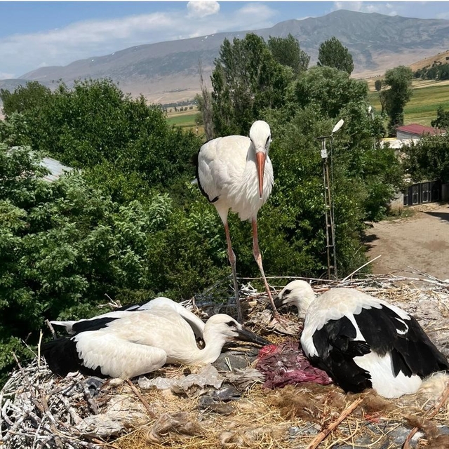 Güroymak'ta yaralı leylek ve yavrularına şefkat eli
