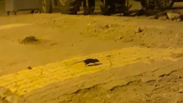 Lağım fareleri korkutuyor