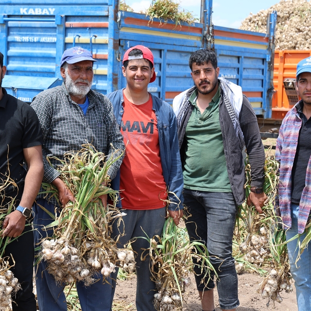 Sevdiğiyle evlenmek için tarlada başlık parasına çalışıyor