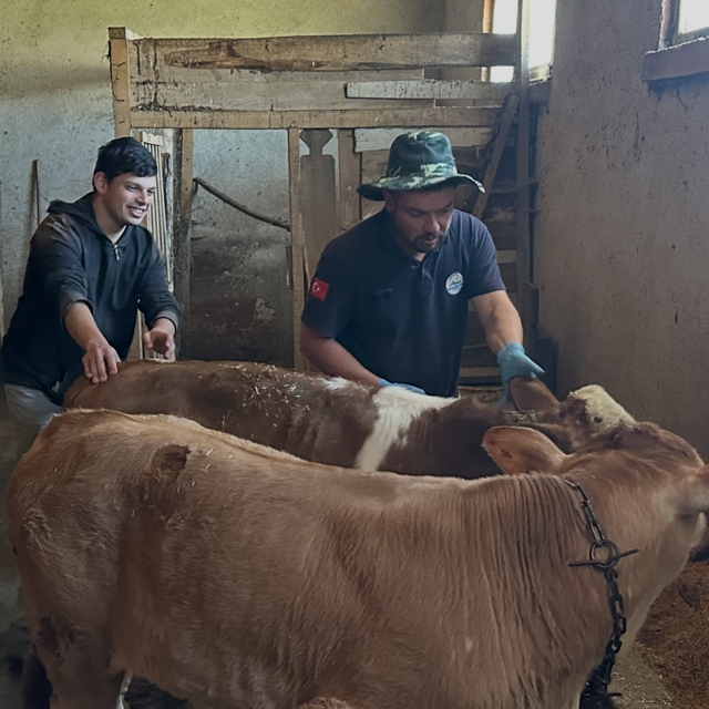 Aydıntepe'nin 8 köyünde buzağı küpeleme ve aşılama çalışmaları tamamlandı