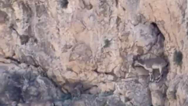 Malatya'da yaban keçileri sürü halinde görüntülendi