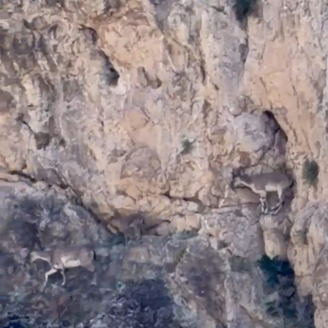 Malatya'da yaban keçileri sürü halinde görüntülendi