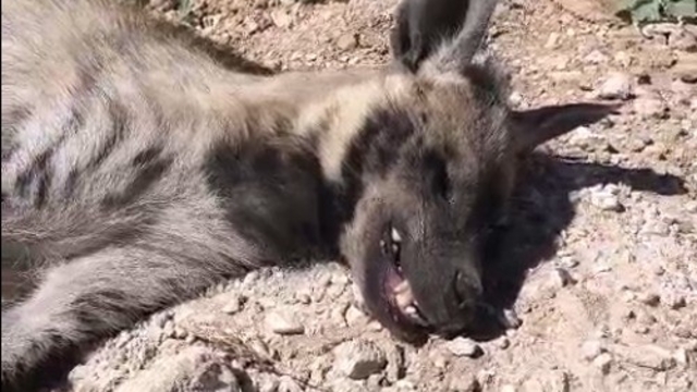 Şanlıurfa'da nesli tehdit altındaki çizgili sırtlan ölü bulundu