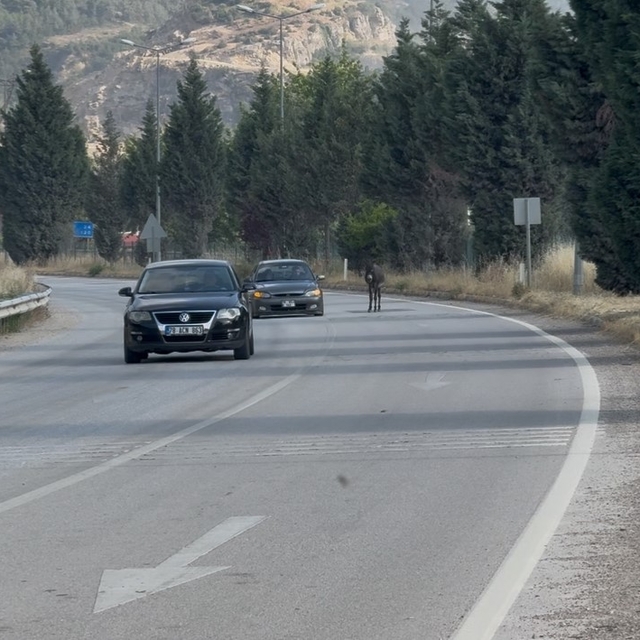 Kara yoluna çıkan eşek trafiği tehlikeye düşürdü