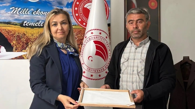 Burhaniye'de ipek böcekçiliğinde ilk kozalar hasat edildi