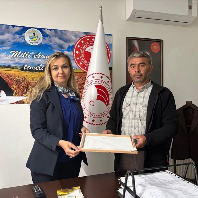Burhaniye'de ipek böcekçiliğinde ilk kozalar hasat edildi