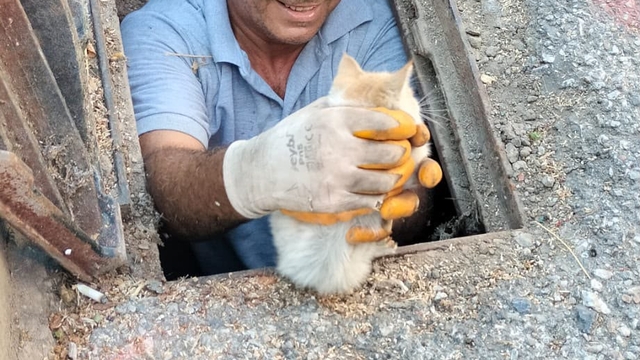 Kanalizasyona düşen kedi belediye ekiplerince kurtarıldı