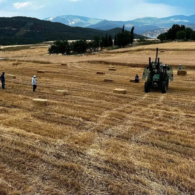 Sinop'ta yılın ilk buğdayları hasat edildi