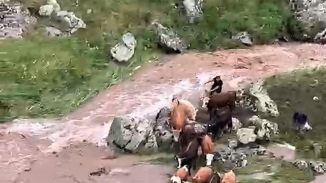 Derede mahsur kalan ineklerden 4'ü suya kapıldı