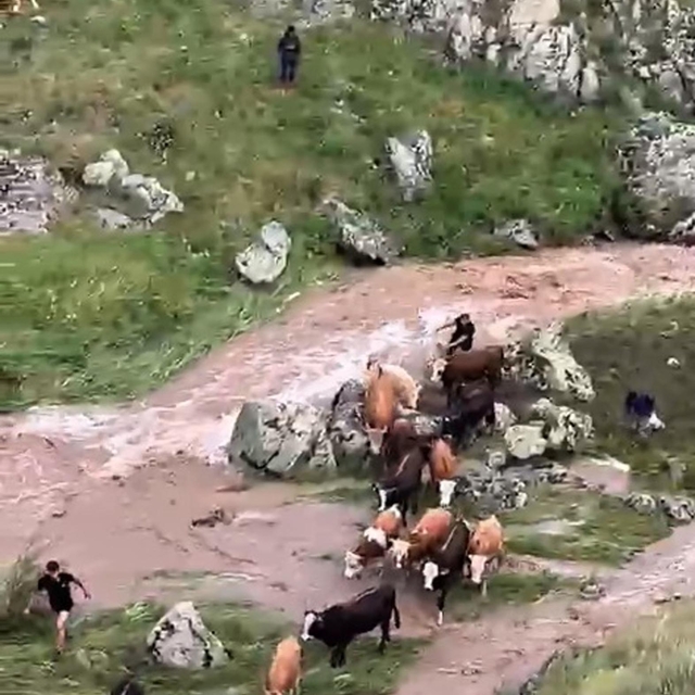 Derede mahsur kalan ineklerden 4'ü suya kapıldı