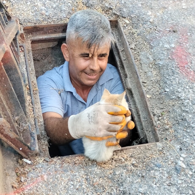 Alanya'da rögar giderine düşen kedi yavrusu kurtarıldı