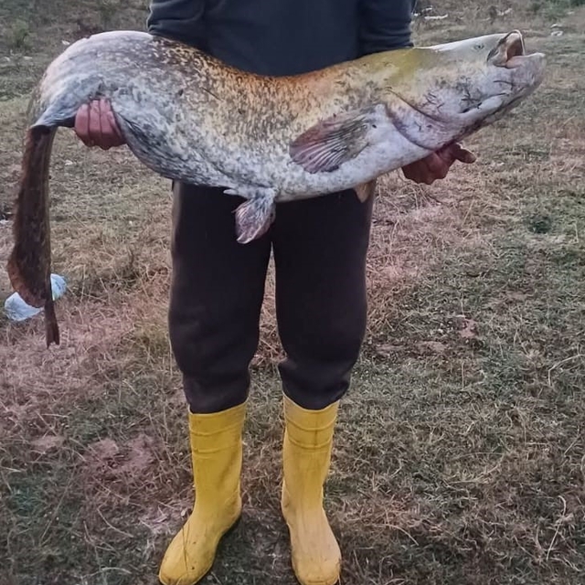 Barajın devi oltaya takıldı: 35 kiloluk yayın balığı yakaladı