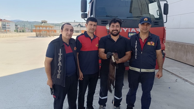 Zonguldak'ta bodrum kata giren sansar yakalandı