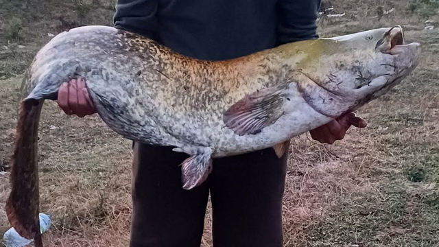 Amatör balıkçı oltayla 35 kilo yayın balığı yakaladı