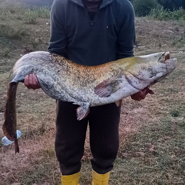 Amatör balıkçı oltayla 35 kilo yayın balığı yakaladı