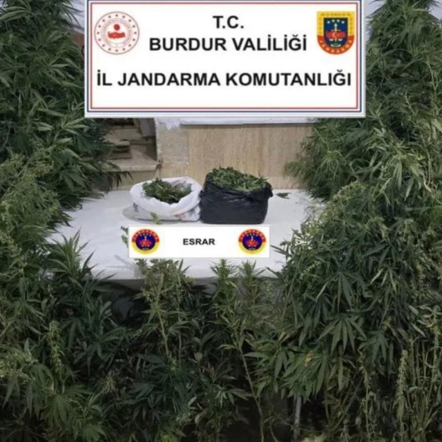 Kenevirleri sularken suçüstü yakalandı