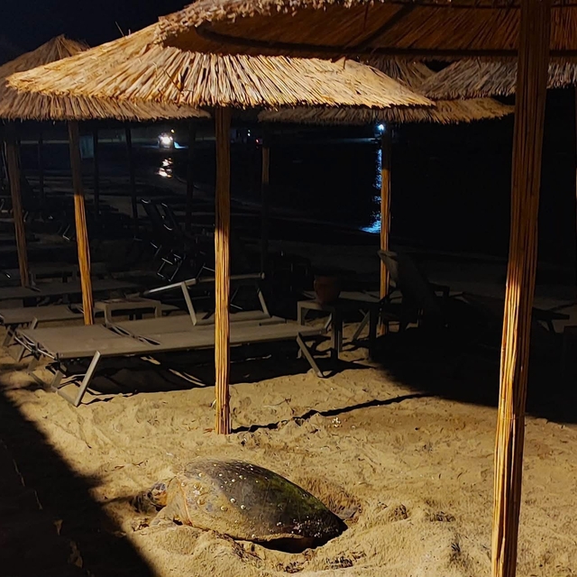 Aydın'ın Kuşadası ve Didim kıyılarında caretta hareketliliği
100 metrelik p...