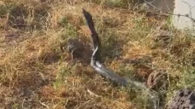 Sıcak hava devasa yılanları ortaya çıkardı
