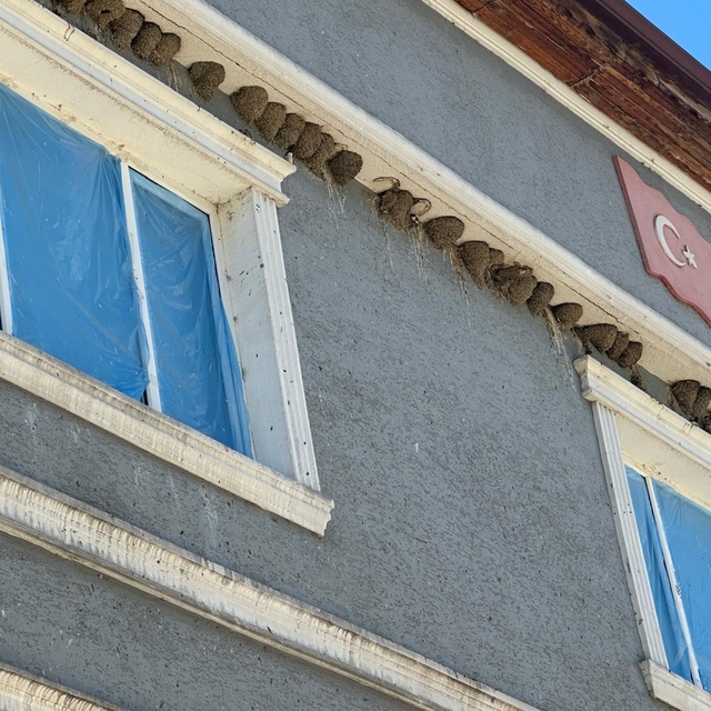 Kırlangıç yuvalarını bozmayıp pencereleri naylonla kapladılar