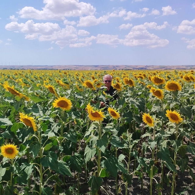 Anıza ayçiçeği ekimi yapan çiftçi kazanıyor
