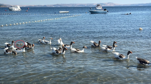 'Şartlı tahliye' edilen kazlar, ördek yavrusunu sahiplenip, sürüye aldı
