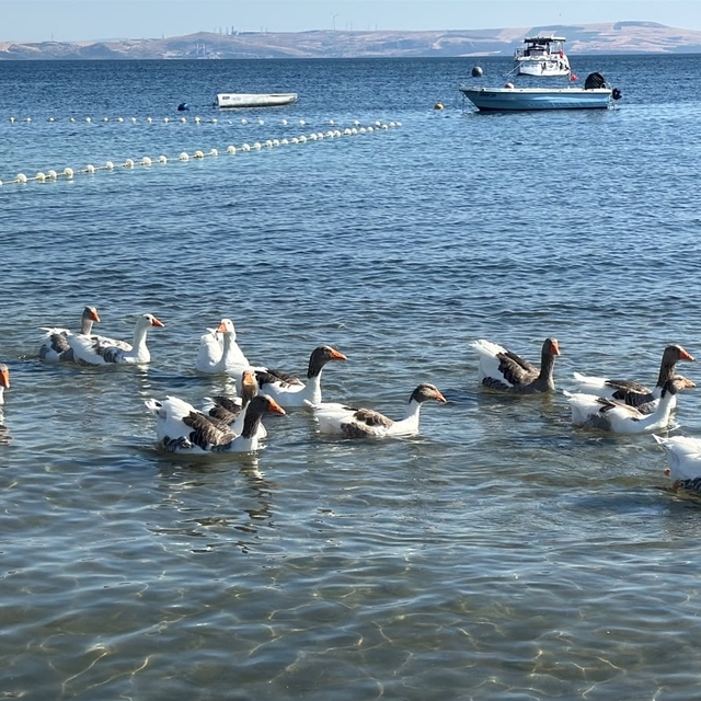 'Şartlı tahliye' edilen kazlar, ördek yavrusunu sahiplenip, sürüye aldı