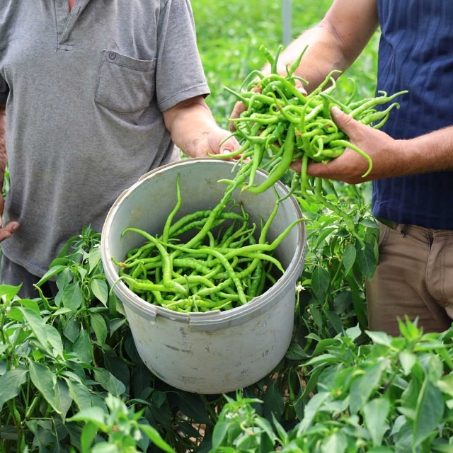 Kocaeli'de yüzde 50 hibe destekli modern seralarda ilk hasat başladı