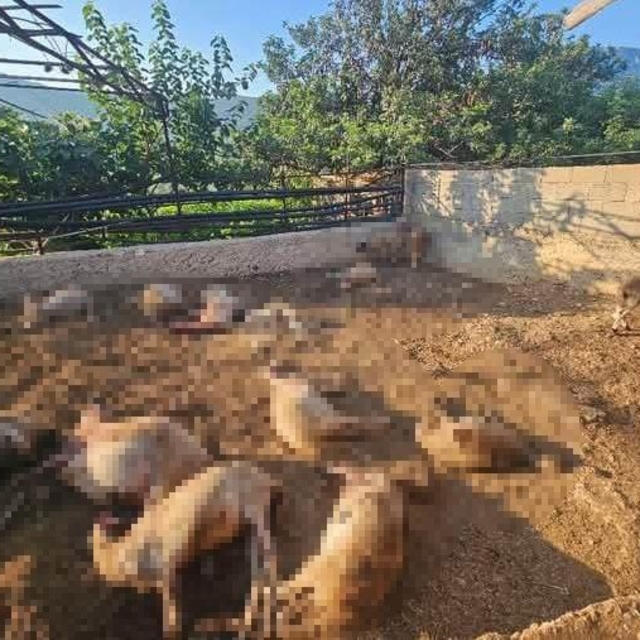Mersin'de ağıla giren kurtlar 29 koyunu telef etti