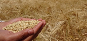 Yozgat'ta arpa hasadı başladı
Yozgat'ta 805 bin dekar ekili alanda arpa has...