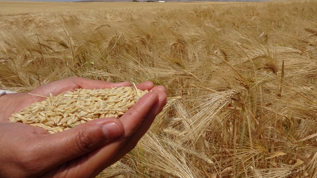 Yozgat'ta arpa hasadı başladı
Yozgat'ta 805 bin dekar ekili alanda arpa hasadı başladı