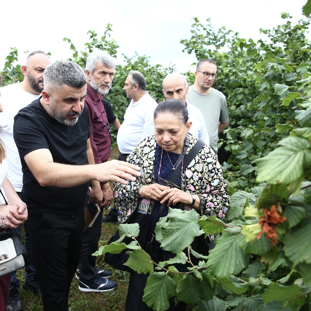 Giresun'da fındıkta dikim sistemleriyle ilgili tarla günü etkinliği düzenle...