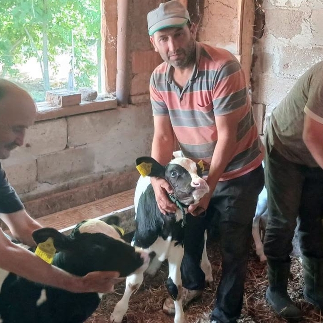 Edirne'de besiciyi üçüz buzağı sevinci