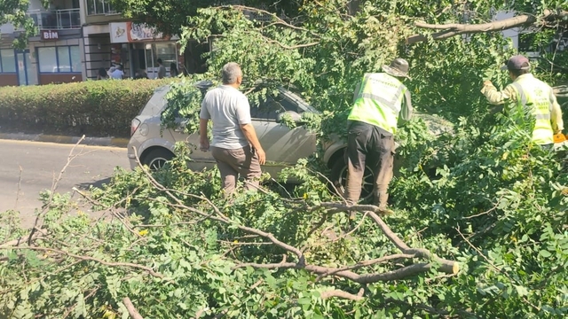 Seyir halindeki otomobilin üzerine ağaç devrildi