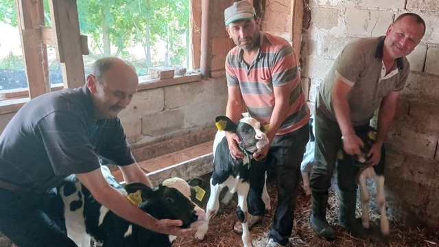 Edirne'de inek, üçüz doğurdu