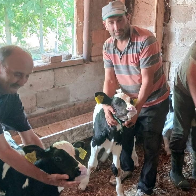 Edirne'de inek, üçüz doğurdu