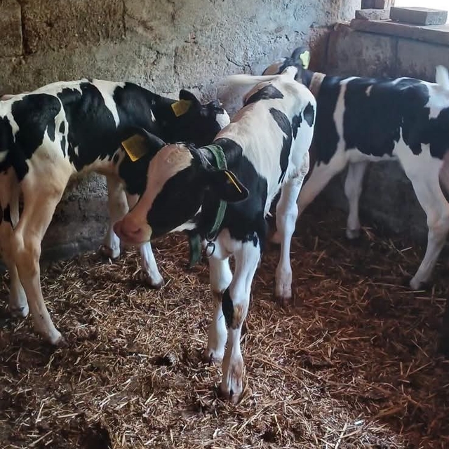 Edirne'de besicinin üçüz buzağı sevinci