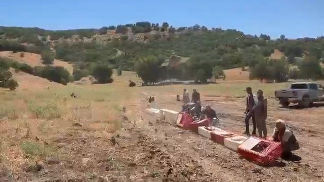 Elazığ'da kenelerle mücadele için doğaya keklik bırakıldı