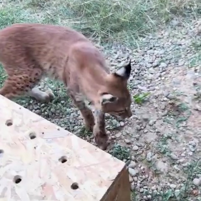 Edirne'de aracın bagajında iki vaşak ve serval ele geçirildi