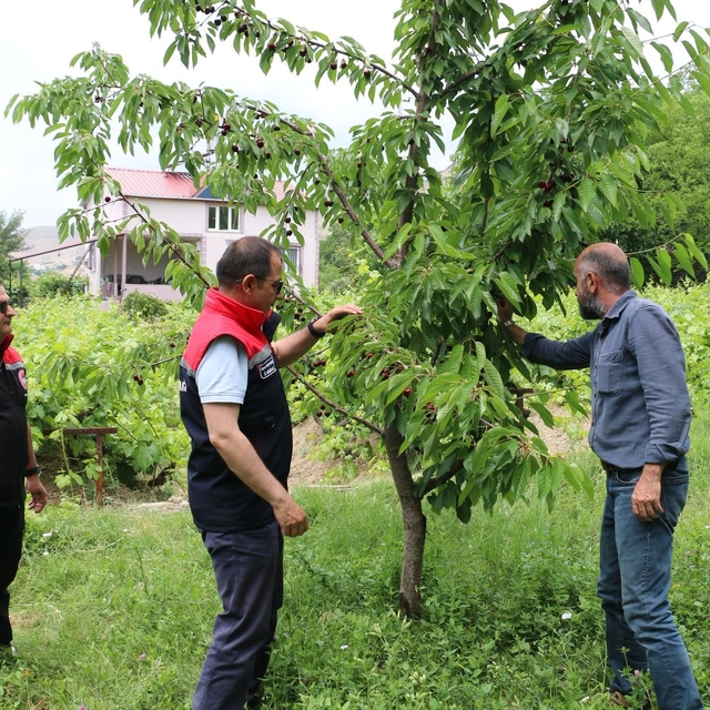 Erzincan'da kiraz hasadında bereketli sezon
