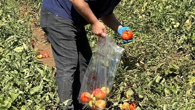 Köşk'te domateste hasat öncesi ilaç kalıntısı denetimi başladı