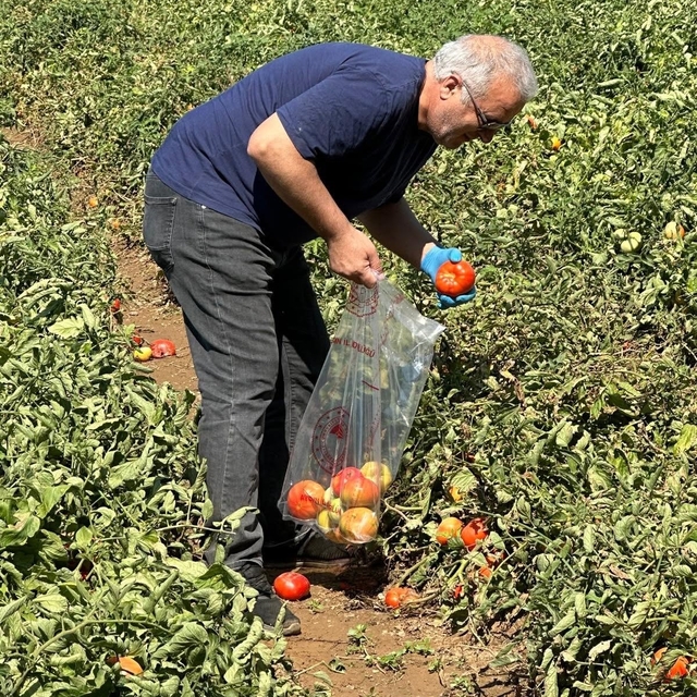 Köşk'te domateste hasat öncesi ilaç kalıntısı denetimi başladı