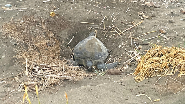 Popülasyonu artıyor: Caretta carettaların yuvalaması geç başladı, yoğun sürüyor
MEÜ Deniz Kaplumbağaları Uygulama ve Araştırma Merkezi Öğretim Görevlisi Dr. Mahmut Ergene:
"Yuvalama bu yıl geç başladı, ancak sayı sevindirici"
"Akdeniz'deki deniz kaplumbağası popülasyonu büyüklüğü giderek artıyor"